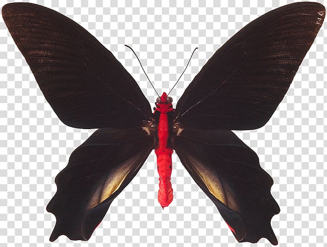 Butterfly Nymphalidae Insect Red-bodied swallowtail Atrophaneura semperi, butterfly transparent background PNG clipart