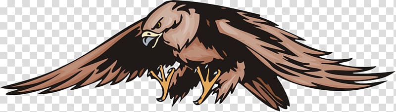 Bird Hawk Euclidean , Eagle wings transparent background PNG clipart