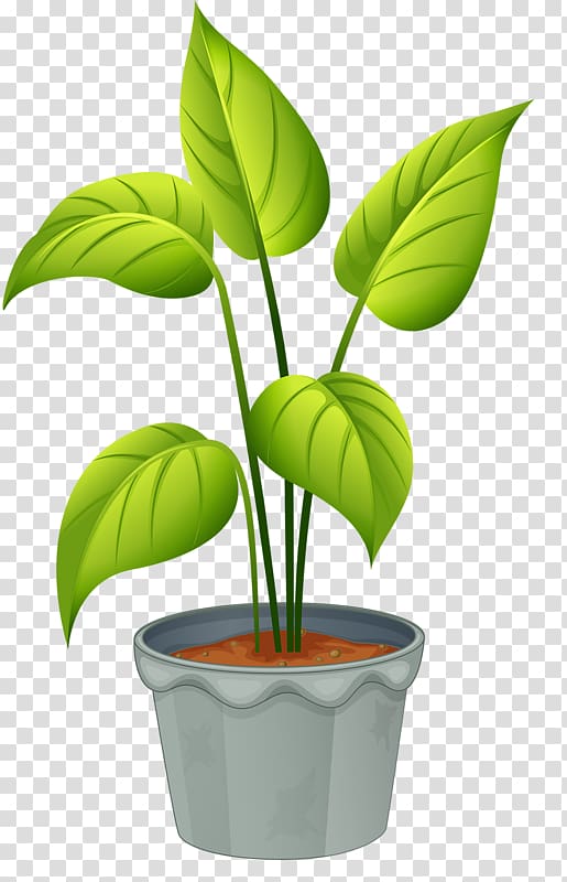 Flowering plant , potted plant transparent background PNG clipart