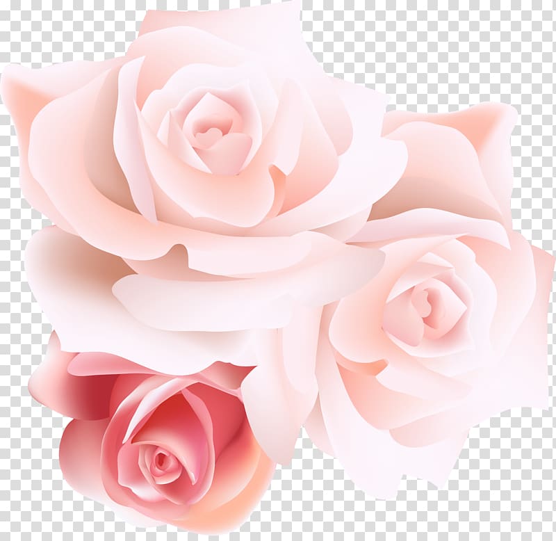 white and pink roses illustration, Garden roses Centifolia roses Beach rose Pink, Stereo pink roses transparent background PNG clipart