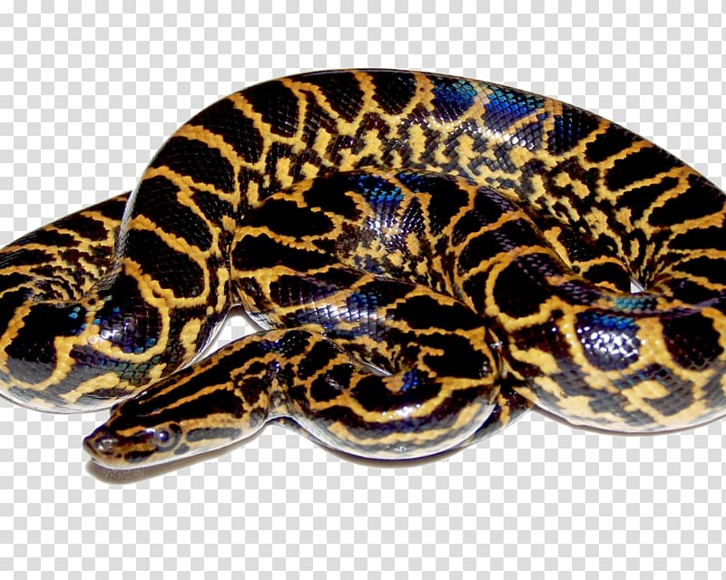 Snakes Green anaconda Yellow anaconda Portable Network Graphics , Yellow Arabic transparent background PNG clipart