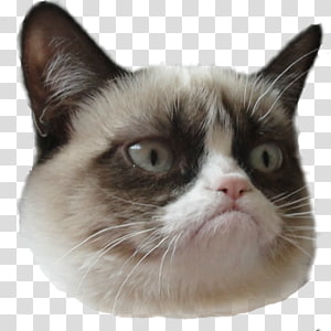Grumpy Cat transparent background PNG cliparts free download