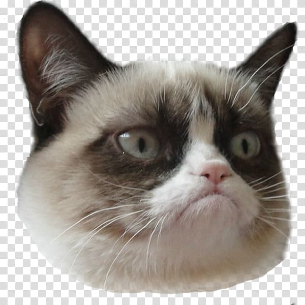 Grumpy Cat: A Grumpy Book Kitten Savannah cat , anchor faith hope love transparent background PNG clipart