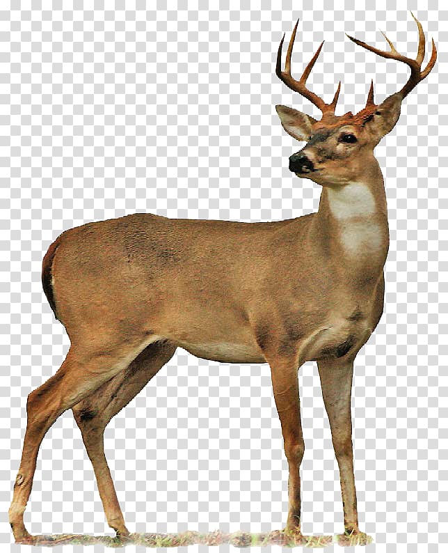 brown deer illustration, Roe deer Moose, Deer transparent background PNG clipart