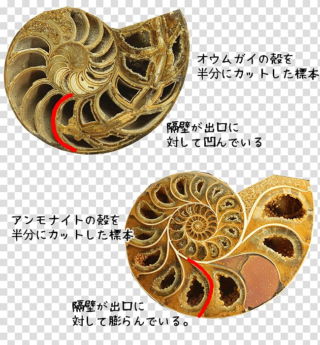 Ammonites Nautilidae Fossil Pleuroceras spinatum Paleozoic, ammonite transparent background PNG clipart