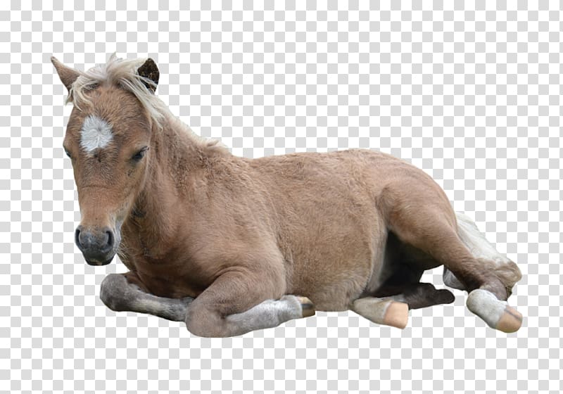American Miniature Horse Pony American Paint Horse Arabian horse Mustang, pony transparent background PNG clipart