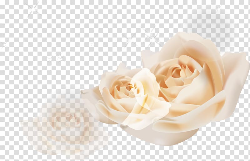 Beach rose Garden roses Euclidean White, White roses transparent background PNG clipart