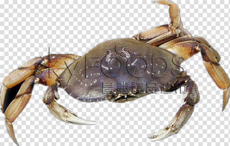 Freshwater crab Dungeness crab Crayfish, Dungeness Crab transparent background PNG clipart