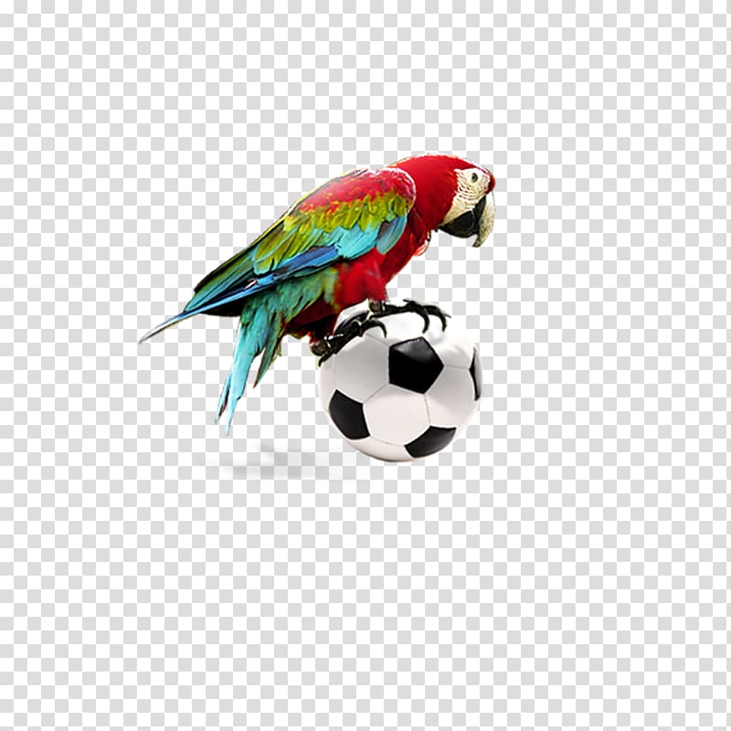 Amazon parrot Bird Macaw, Football decorative parrot transparent background PNG clipart