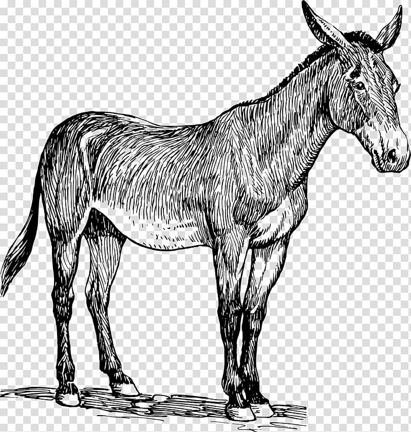 Mule Donkey , donkey transparent background PNG clipart