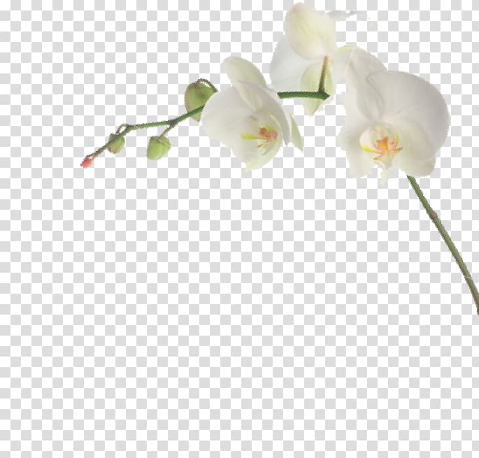 Moth orchids Cut flowers Habanera Branch, Algemene Voorwaarden transparent background PNG clipart