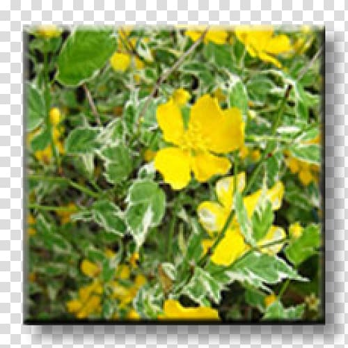 Kerria japonica Shrub Garden Variegation Leaf, others transparent background PNG clipart