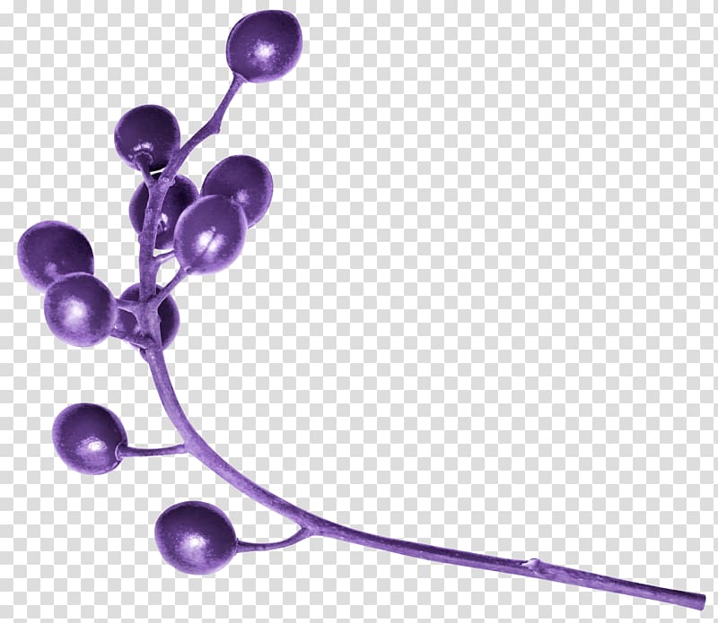 Lilac Lavender Violet Purple, berries transparent background PNG clipart