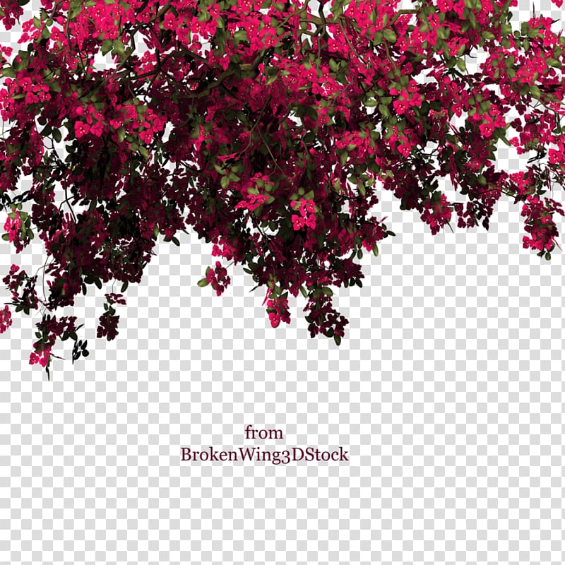 Bougainvillea Vine , others transparent background PNG clipart