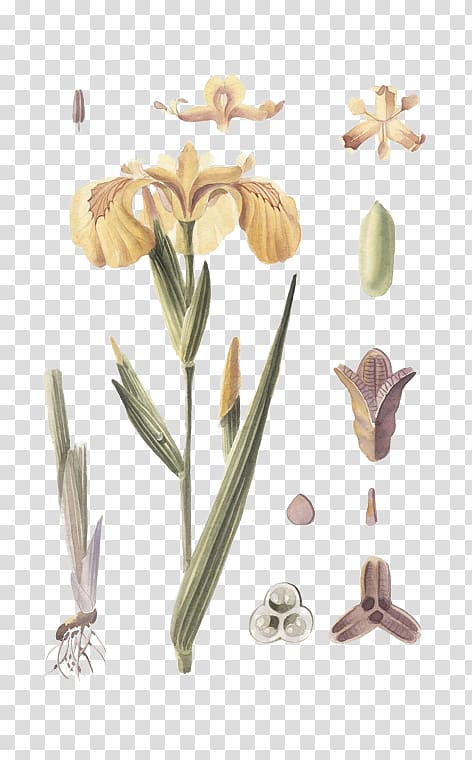Petal Cut flowers, iris pseudacorus transparent background PNG clipart