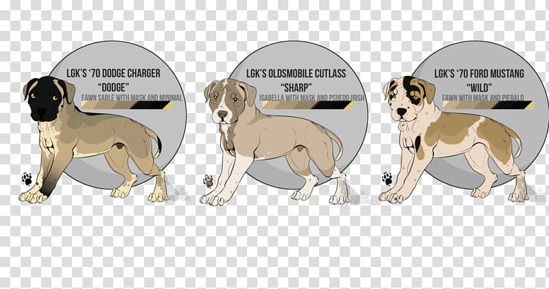 American Dog Breeders Association Whippet American Pit Bull Terrier, border collie cross transparent background PNG clipart