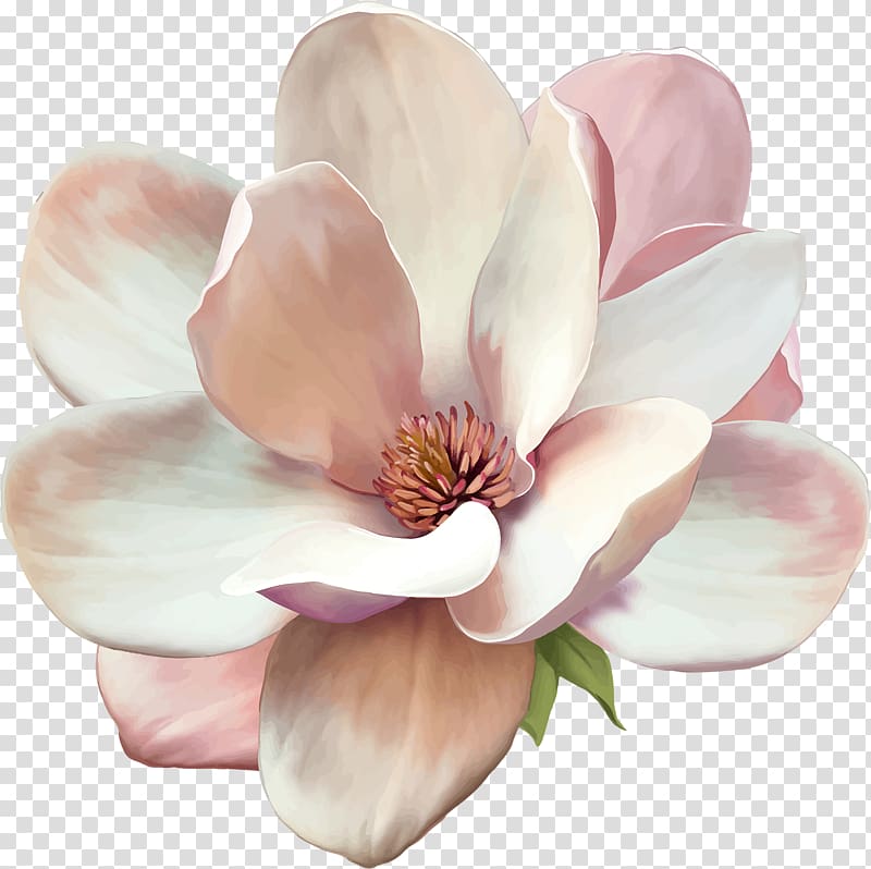Southern magnolia Flower, Flowers and floral patterns material transparent background PNG clipart