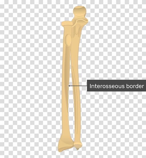 Ulna Radius Bone Anatomy Forearm, curved border transparent background PNG clipart