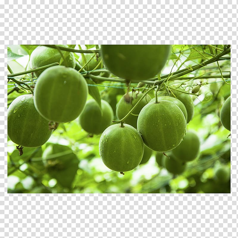 Luo Han Guo Sugar substitute Food Diabetes mellitus Fruit, sugar transparent background PNG clipart