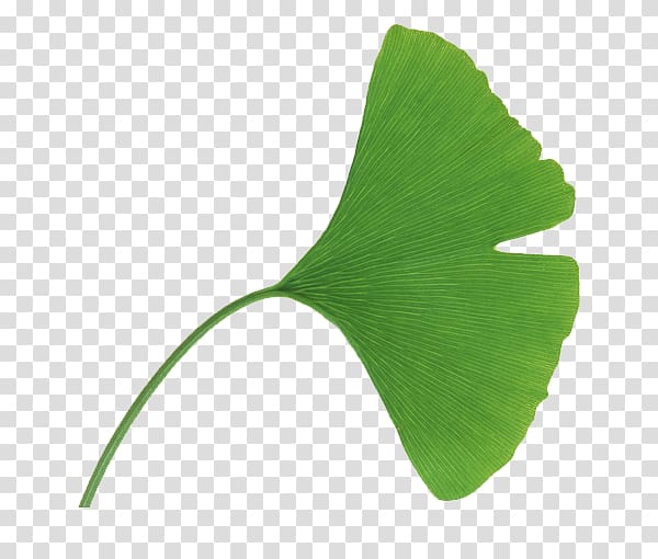 Ginkgo biloba Extract Leaf Euclidean , Apricot leaves,plant transparent background PNG clipart