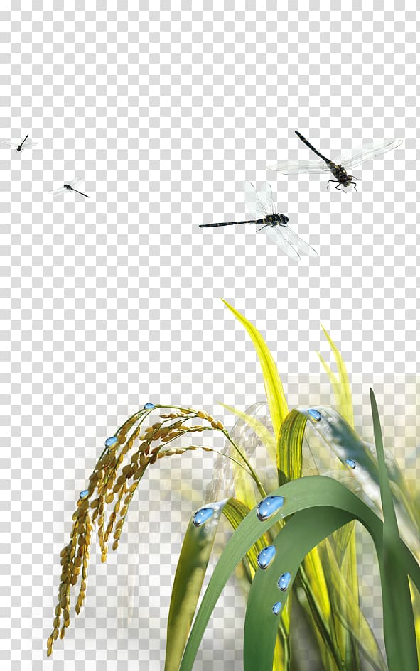 Rice Agriculture, dragonfly transparent background PNG clipart