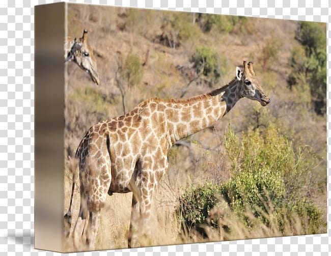 Giraffe National park Savanna Fauna, giraffe transparent background PNG clipart