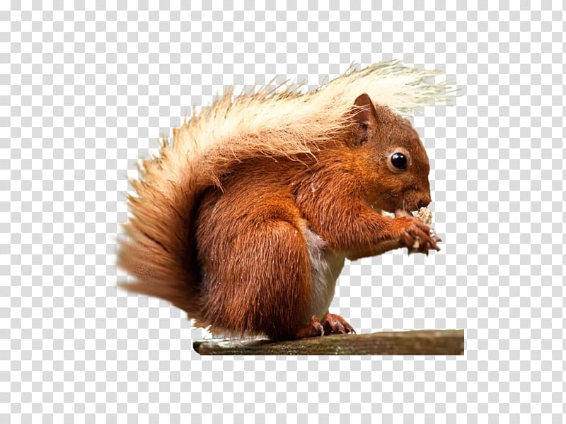Red squirrel Rodent, squirrel transparent background PNG clipart