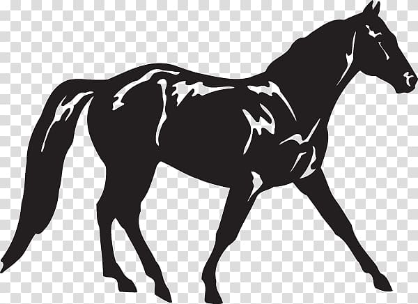 Appaloosa Missouri Fox Trotter American Quarter Horse Tennessee Walking Horse Standing Horse, others transparent background PNG clipart