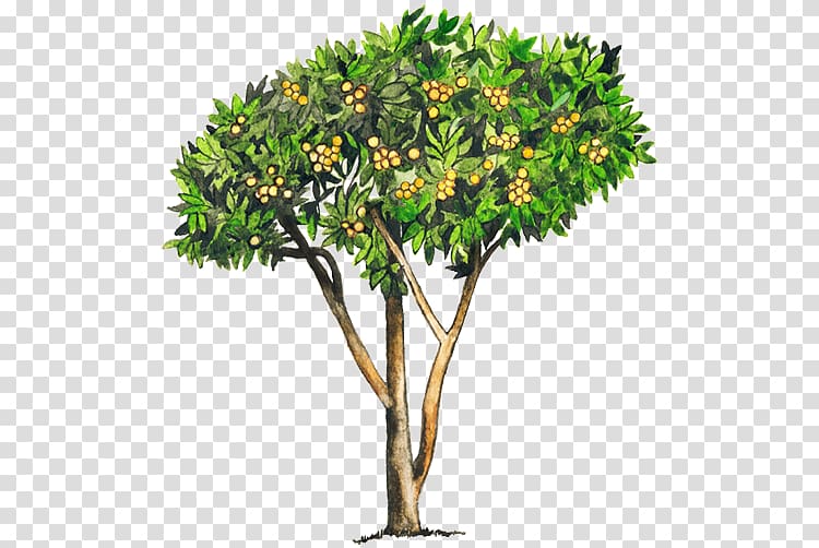 Loquat Tree Common guava Woody plant, arboles transparent background PNG clipart