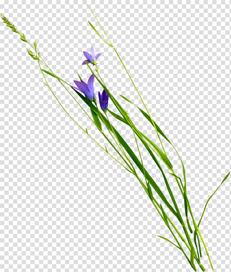 Violet Flower Plant , gazania transparent background PNG clipart