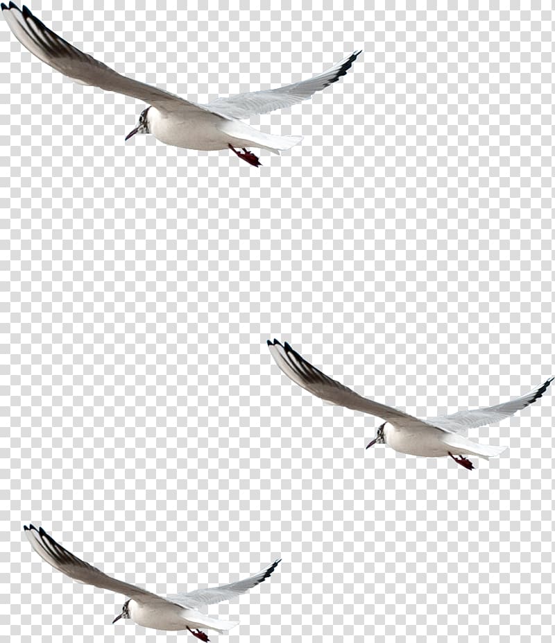 Bird Common gull , pigeon transparent background PNG clipart