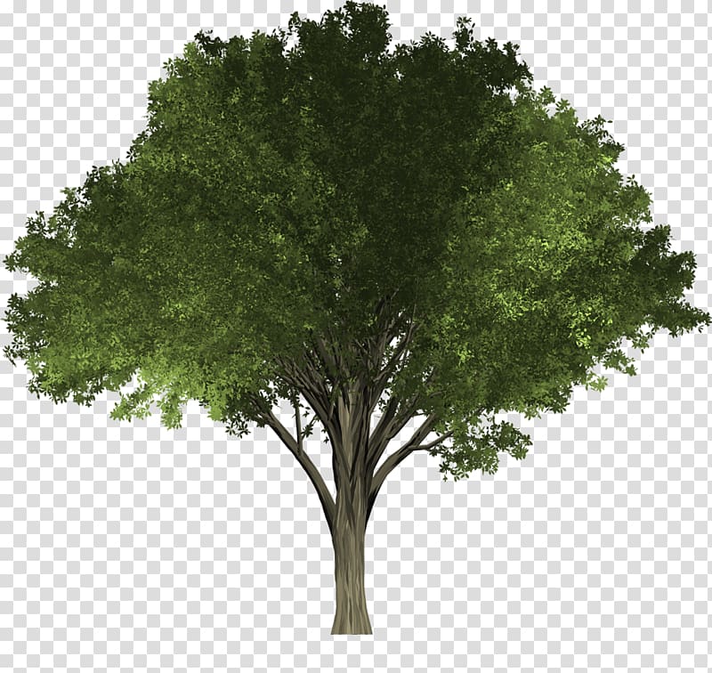 Tree Elm Woody plant Oak, tree shade transparent background PNG clipart