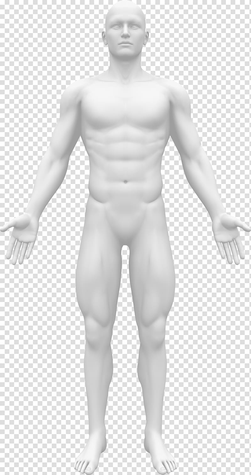 Human sketch, Human body Female body shape Homo sapiens Woman
