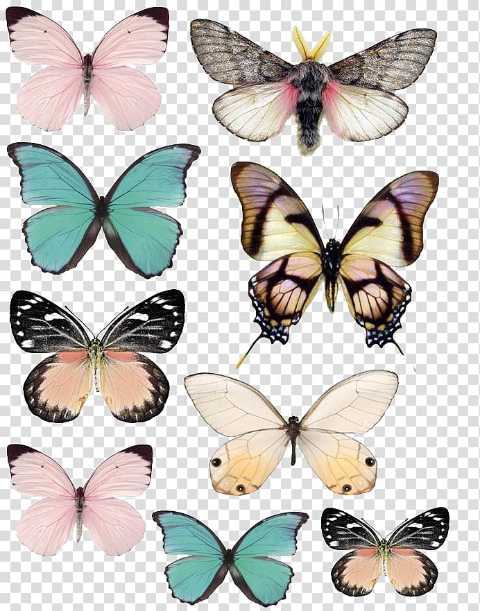 assorted-color butterflies collage, Butterfly Paper Stencil Drawing, butterfly transparent background PNG clipart