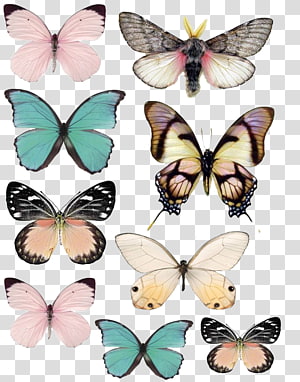 butterfly transparent background PNG clipart thumbnail