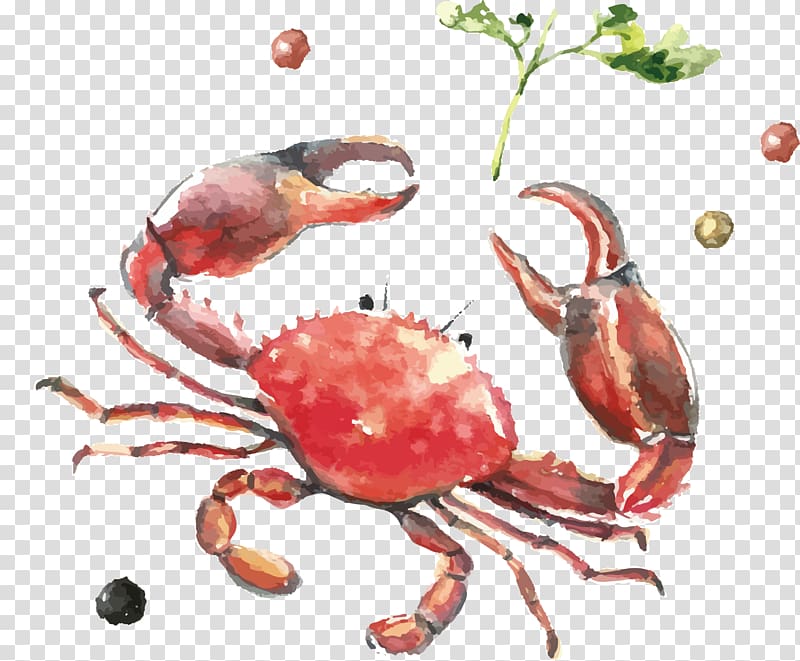 Mussel Crab Seafood Watercolor painting, Hand painted watercolor big crab transparent background PNG clipart