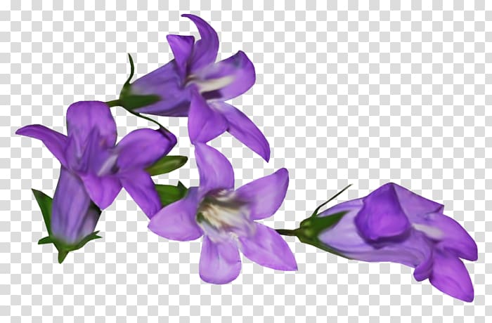 Violet Flower Mauve , violet transparent background PNG clipart