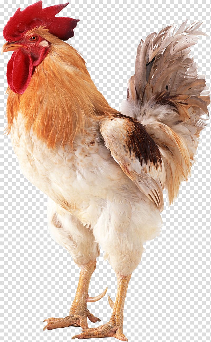 brown and white rooster , Brahma chicken Naked Neck Indian Giant Brazil Chicken meat, Cock transparent background PNG clipart