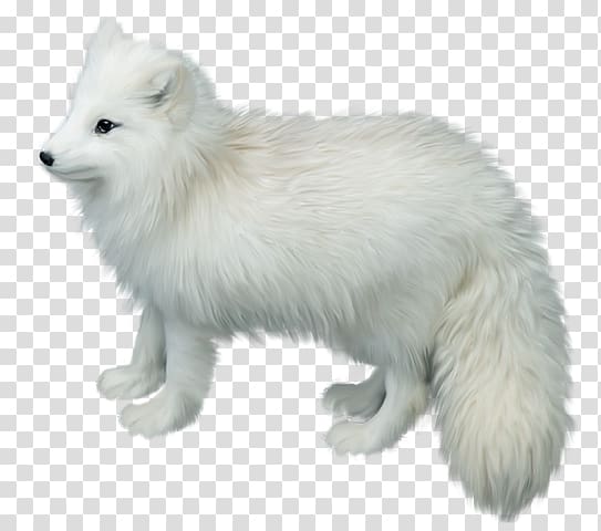 Arctic fox Gray wolf , arctic fox transparent background PNG clipart