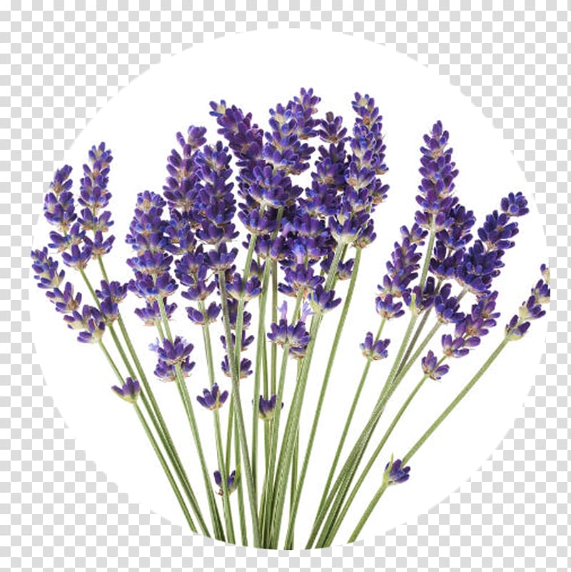 English lavender Flower Plant French lavender, flower transparent background PNG clipart