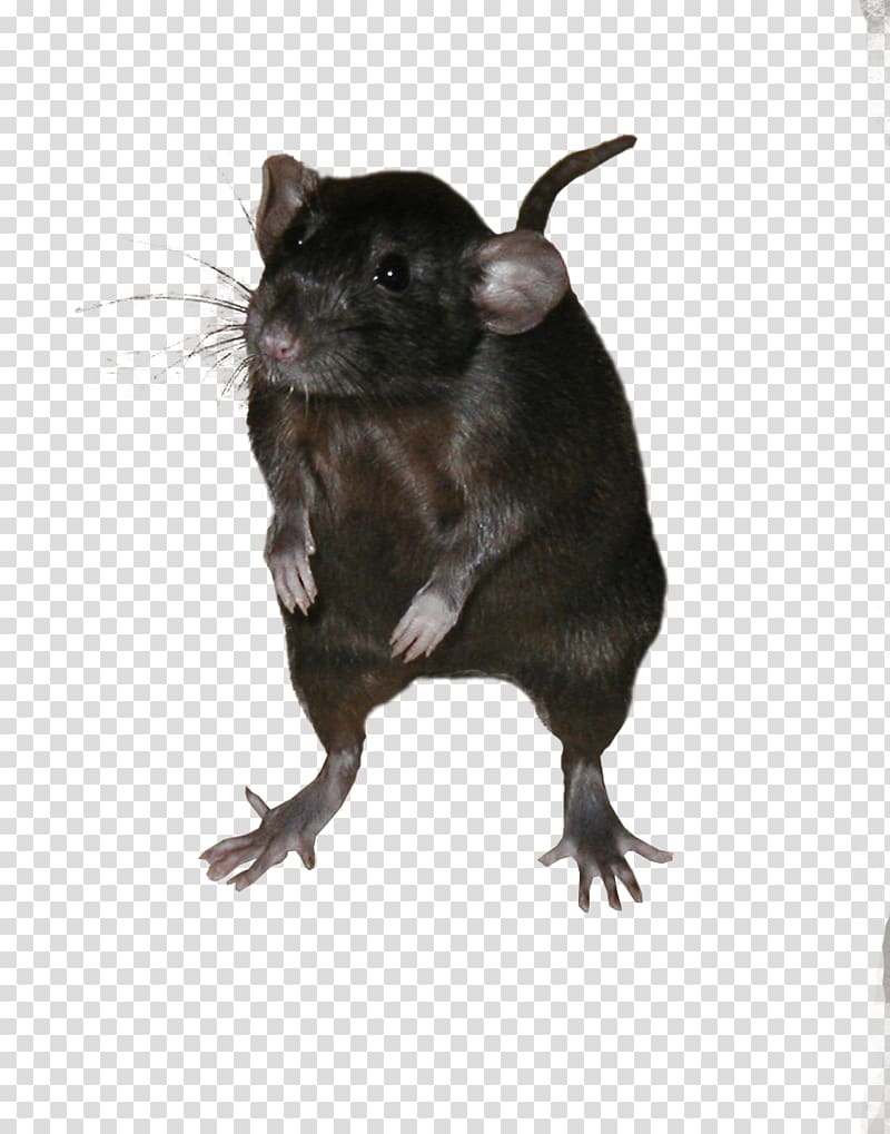 black mouse on blue surface, Mouse Gerbil Ricefield rat Black rat Rodent, Mice and rats, transparent background PNG clipart