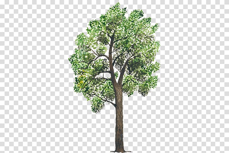 Tree Plant footage Animation Branch, arboles transparent background PNG clipart