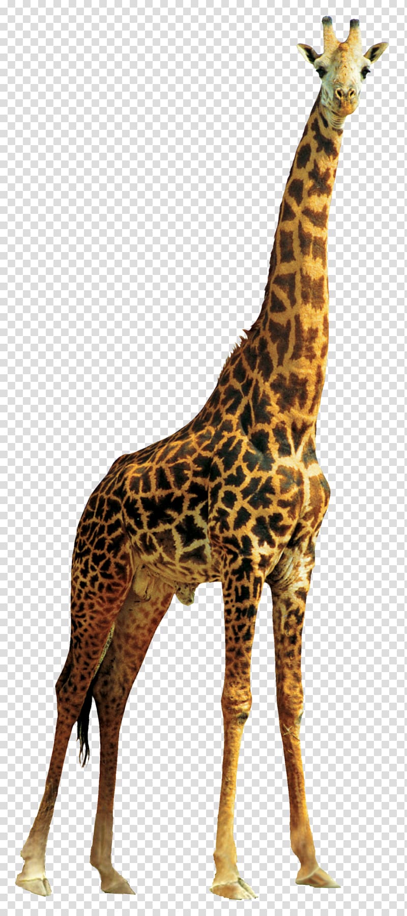 Northern giraffe Transparency and translucency Animal, giraffe transparent background PNG clipart