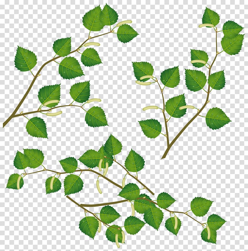 Drawing Birch , Green leaves transparent background PNG clipart