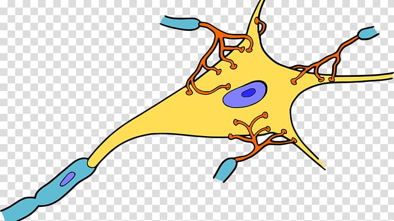 Neuron Nervous system Nervous tissue Synapse Brain, brain transparent background PNG clipart