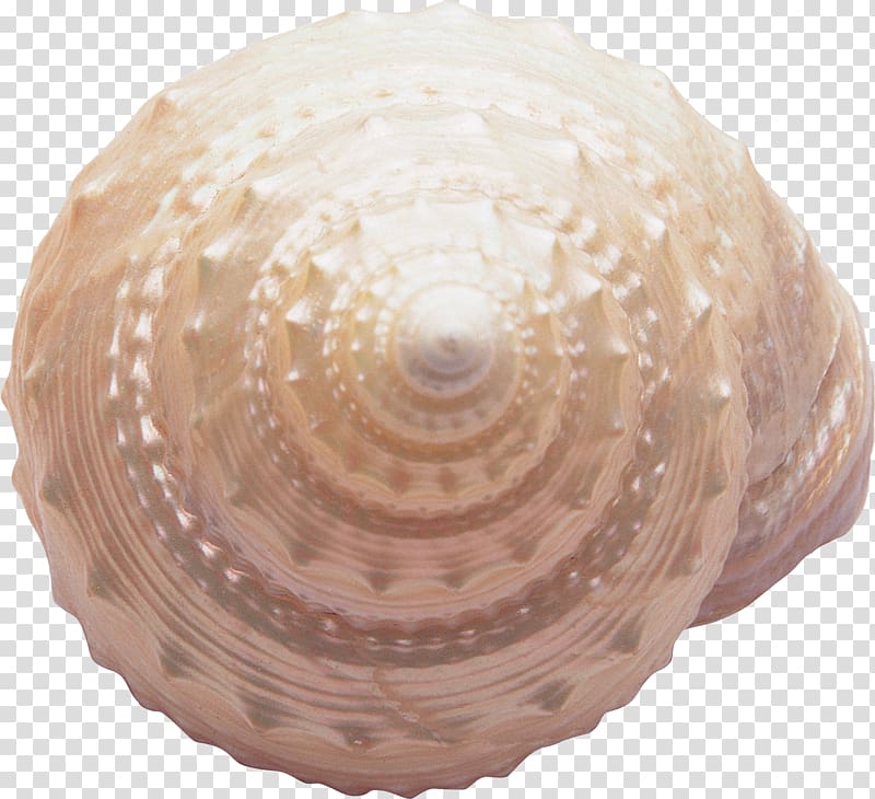 Seashell Seabed Sea snail, Seashell transparent background PNG clipart