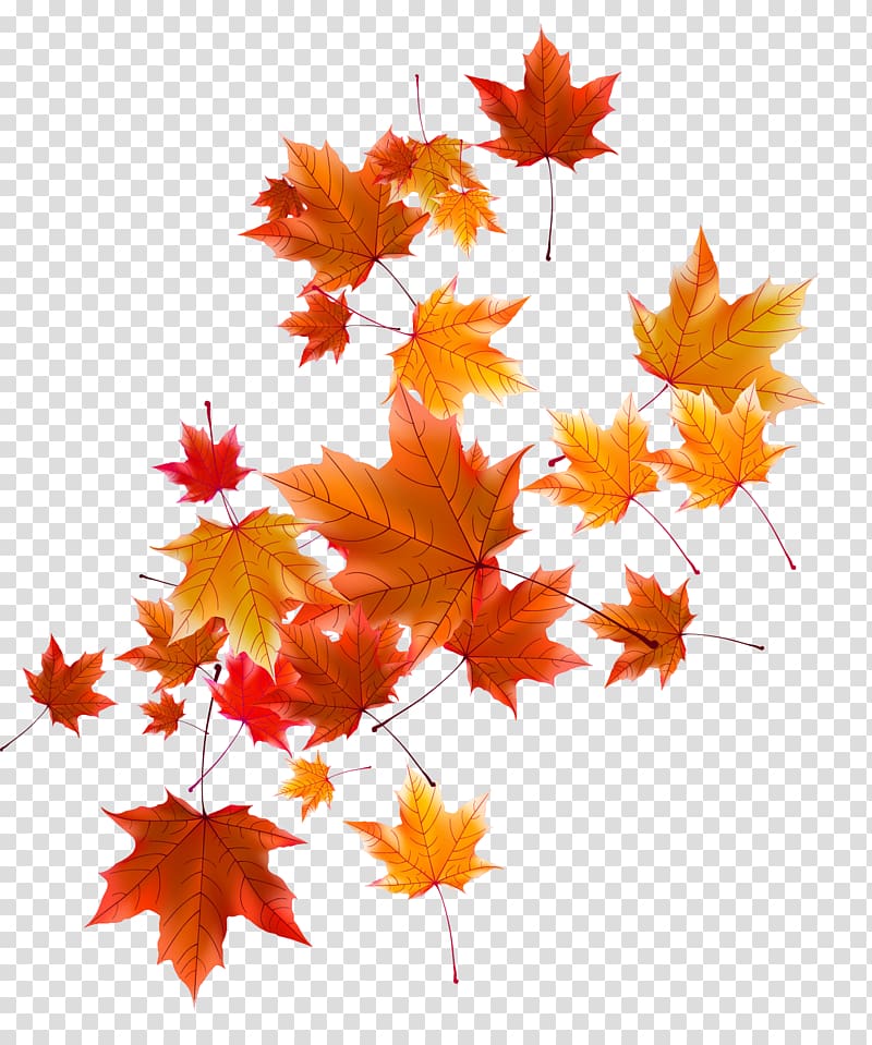 Orange and red autumn leaf, Autumn Leaf, Autumn leaves transparent  background PNG clipart | HiClipart