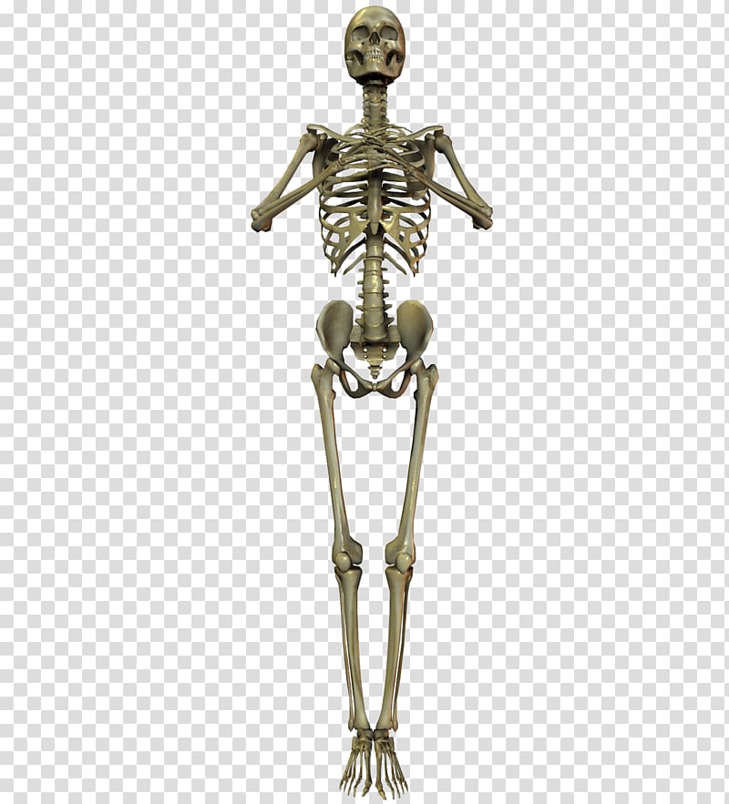 Human skeleton Bone Skull, Skeleton transparent background PNG clipart