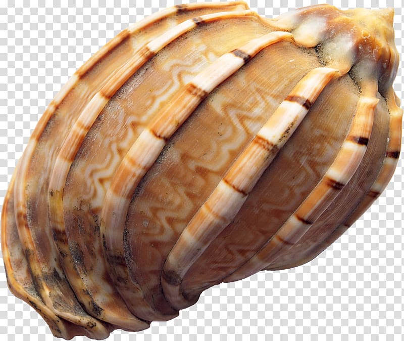 Seashell Conch, conch transparent background PNG clipart