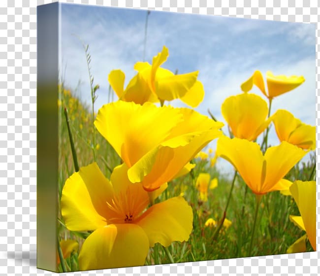 California poppy Wildflower Canna, california poppy transparent background PNG clipart